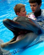 Session of Dolphin Assisted Therapy