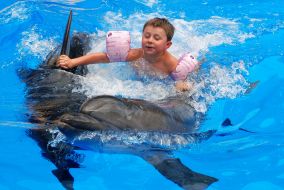 Session of Dolphin Assisted Therapy