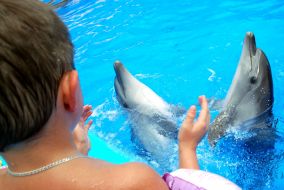 Session of Dolphin Assisted Therapy