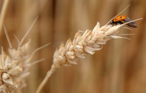 Ladybird on the ear of wheat