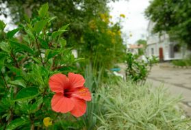 Territory of child’s antiphthisic sanatorium