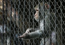 A monkey in cage
