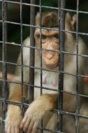 A monkey in cage