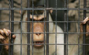 A monkey in cage