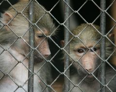 A monkes in cage