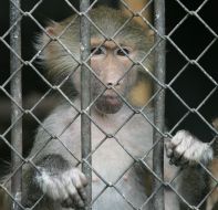 A monkey in cage