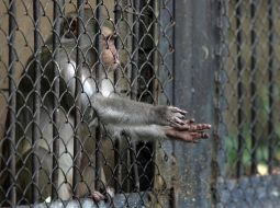 A monkey in cage
