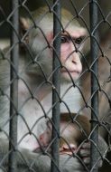 A monkes in cage