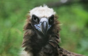 Black vulture