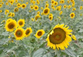 Sunflowers