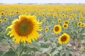 Sunflowers