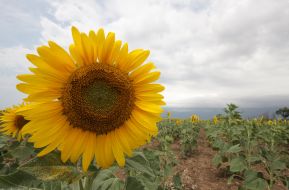 Sunflowers