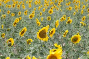 Sunflowers