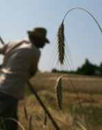 Колосок хлеба