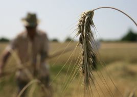 Колосок хлеба