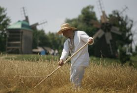 Мужчина косит пшеницу