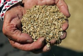 Зерна пшеницы