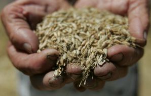 Зерна пшеницы