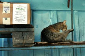 Кошка