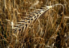 Wheat’s ears
