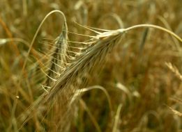 Wheat’s ears