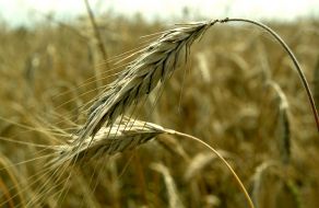 Wheat’s ears