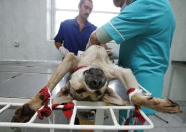 Homeless dog sterilization