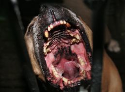 Homeless dog with an enhanceable aggressiveness