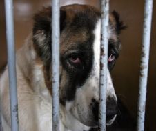 A homeless dog is in shelter