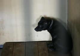 A homeless dog is in shelter
