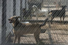 Homeless dogs in the enclosure