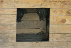 Homeless dogs