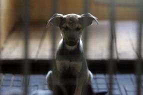 A homeless dog is in shelter