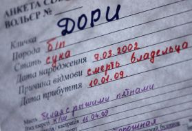 Homeless dog’s questionnaire