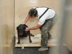 «Animals’ shelter» communal enterprise worker
