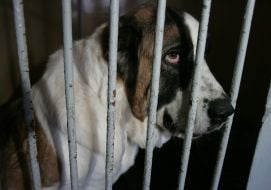 A homeless dog is in shelter