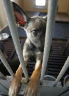 A homeless dog is in shelter