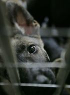 A homeless dog is in shelter