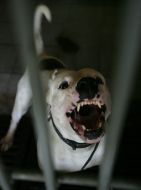 Homeless dog with an enhanceable aggressiveness