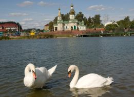 Swans float in a lake