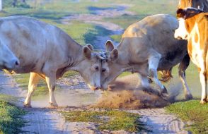 Cows are butted in the street