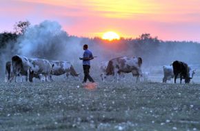 A herdsman pastures cows