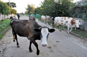 A drives on cows from a pasture