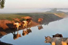 Cows go on a lakeside