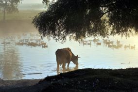 A cow drinks water