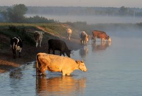 A cows drink water