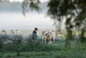 A herdsman pastures cows