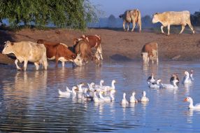 Cows go on a lakeside