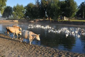 Cows go on a lakeside