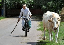 A herdsman conducts a cow